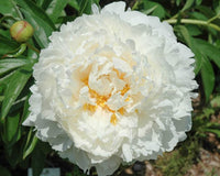 Peonies (5 stem bunches)