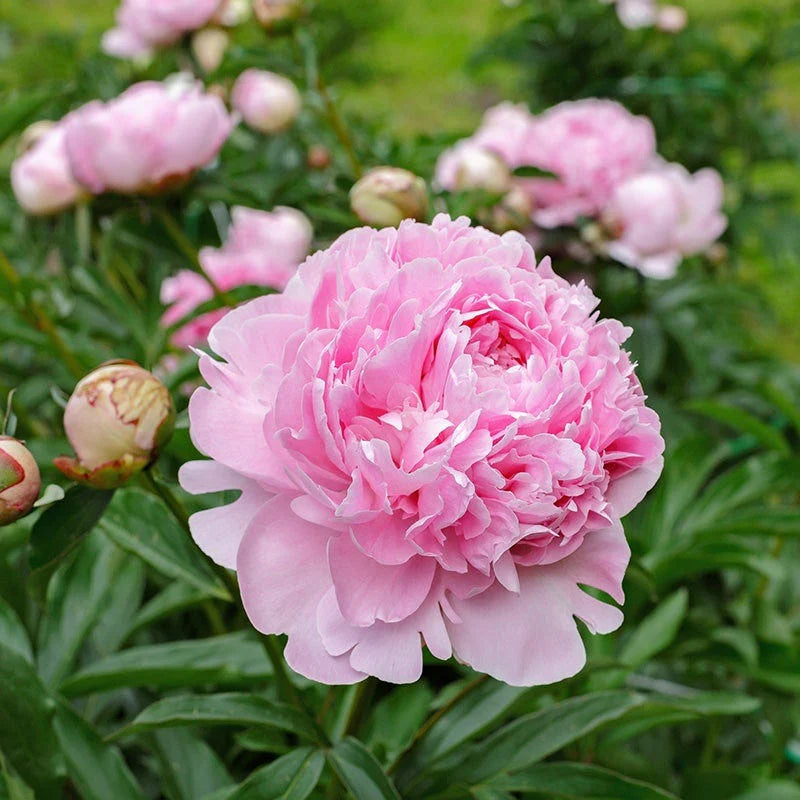 Peonies (5 stem bunches)