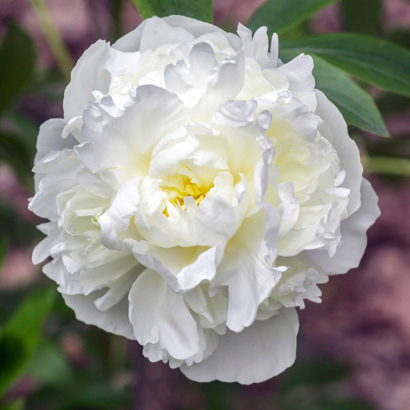 Peonies (5 stem bunches)