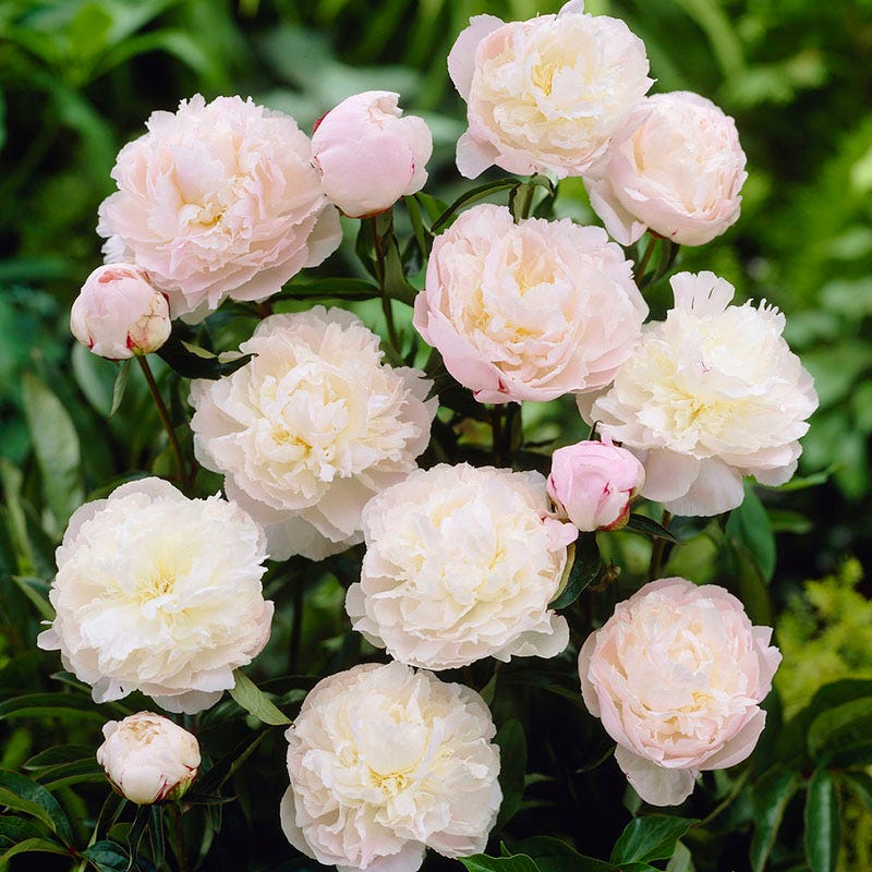 Peonies (5 stem bunches)