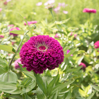 Benary's Giant Zinnias (10 stem bunch)