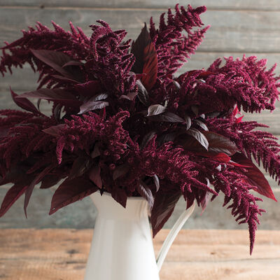 Amaranth (10 stem bunch)