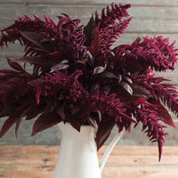 Amaranth (10 stem bunch)
