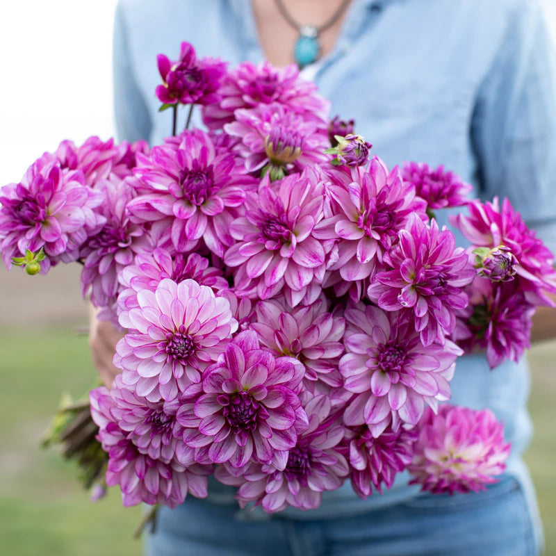 Seduction Dahlia (10 stem bunch)