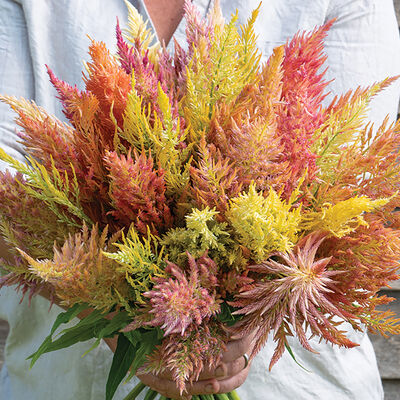 Plume Celosia (10 stem bunch)