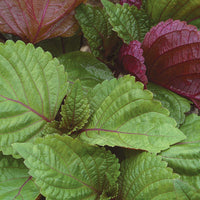 Shiso (10 stem bunch)