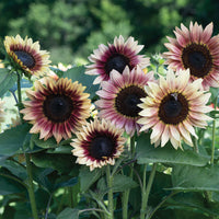 Sunflowers: (10 Stem bunch)