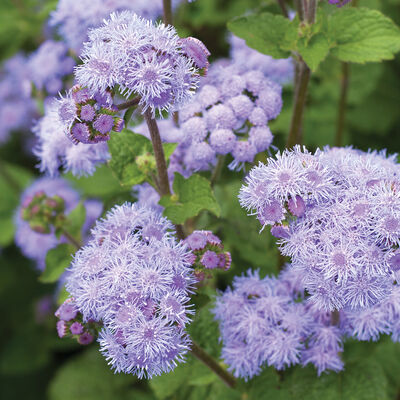 Ageratum: (10 stem bunch)